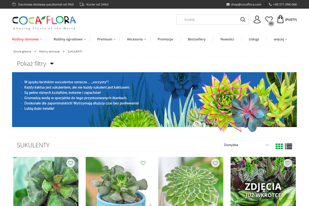 Jak podlewać sukulenty, żeby nie zgniły?